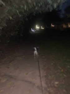 Running with a dog